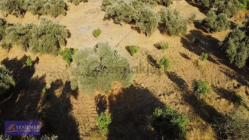 Tire Çayırlı Mahallesi Satılık Bahçe - 26
