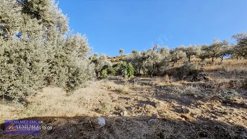 Tire Çayırlı Mahallesi Satılık Bahçe - 19