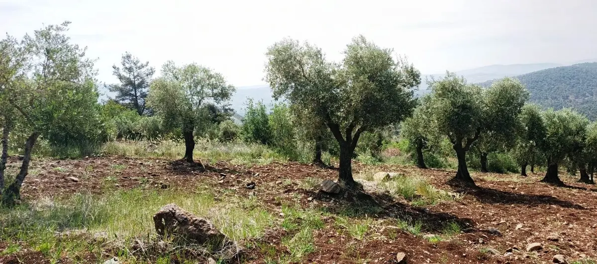 Islahiye Alaca Da Tek Tapu Bakımlı Zeytinlik - 18