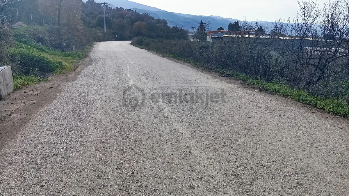 Çiçekli De Satılık Zeytinlik - 27