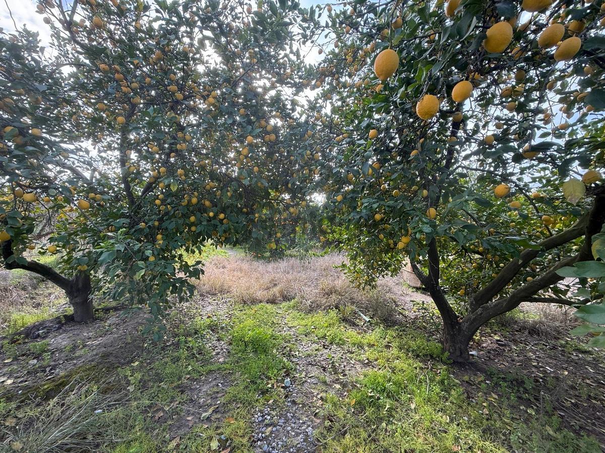 Muğla Ortaca Güzelyurtta 1.950 M² Arsa Satılık - 3