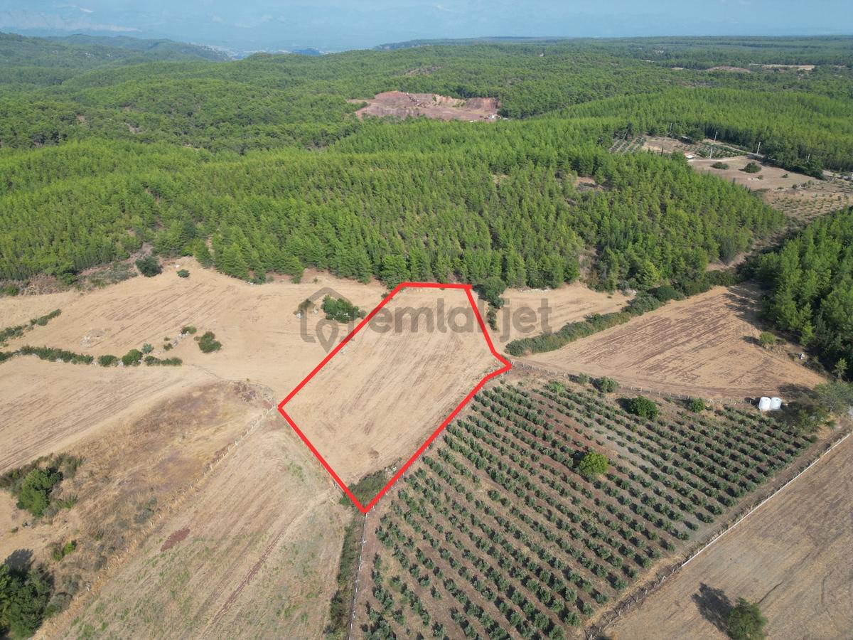 Ekşili'de Köy İçi Ormana Cephe 6631 M2 Satılık Tarla - 4