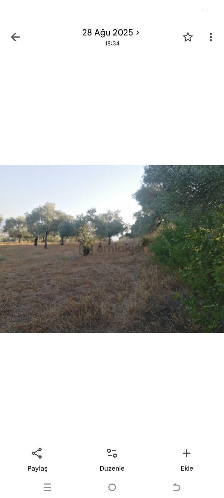 Sahibinden İmara Yakın Zeytinlik - 9