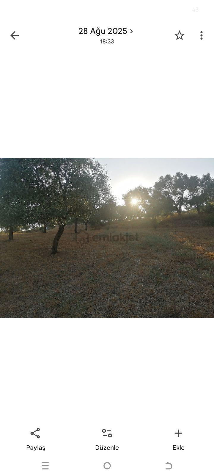 Sahibinden İmara Yakın Zeytinlik - 11