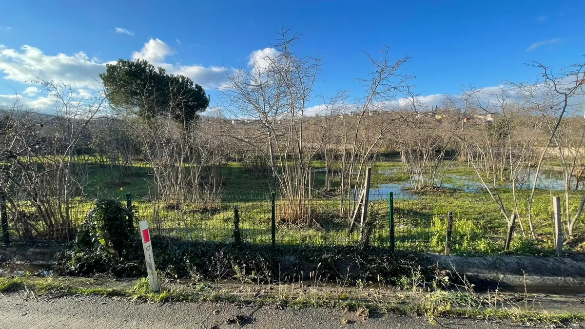 Perşembe Efirli Satılık 2289 M2 Fındık Bahçesi - 3