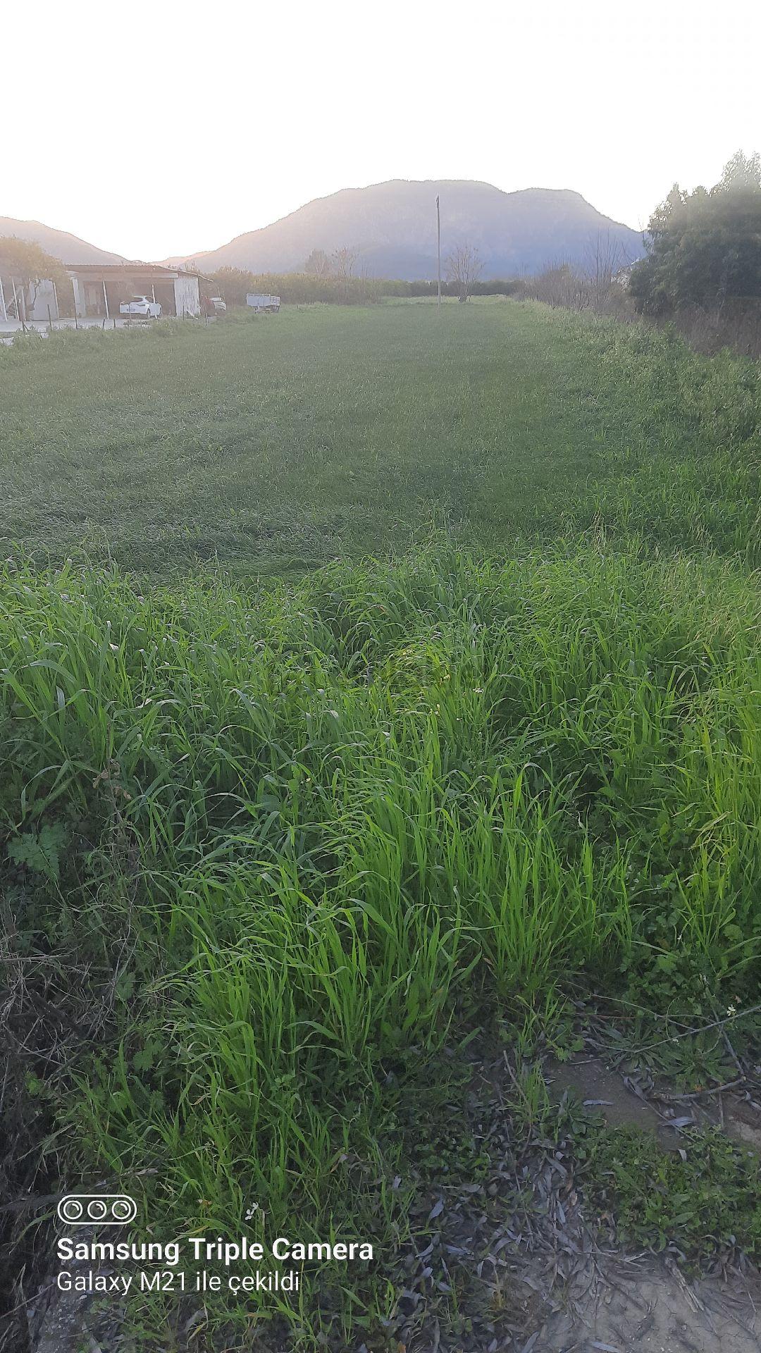 Ortaca Fevziye 2500 M2 Tarla