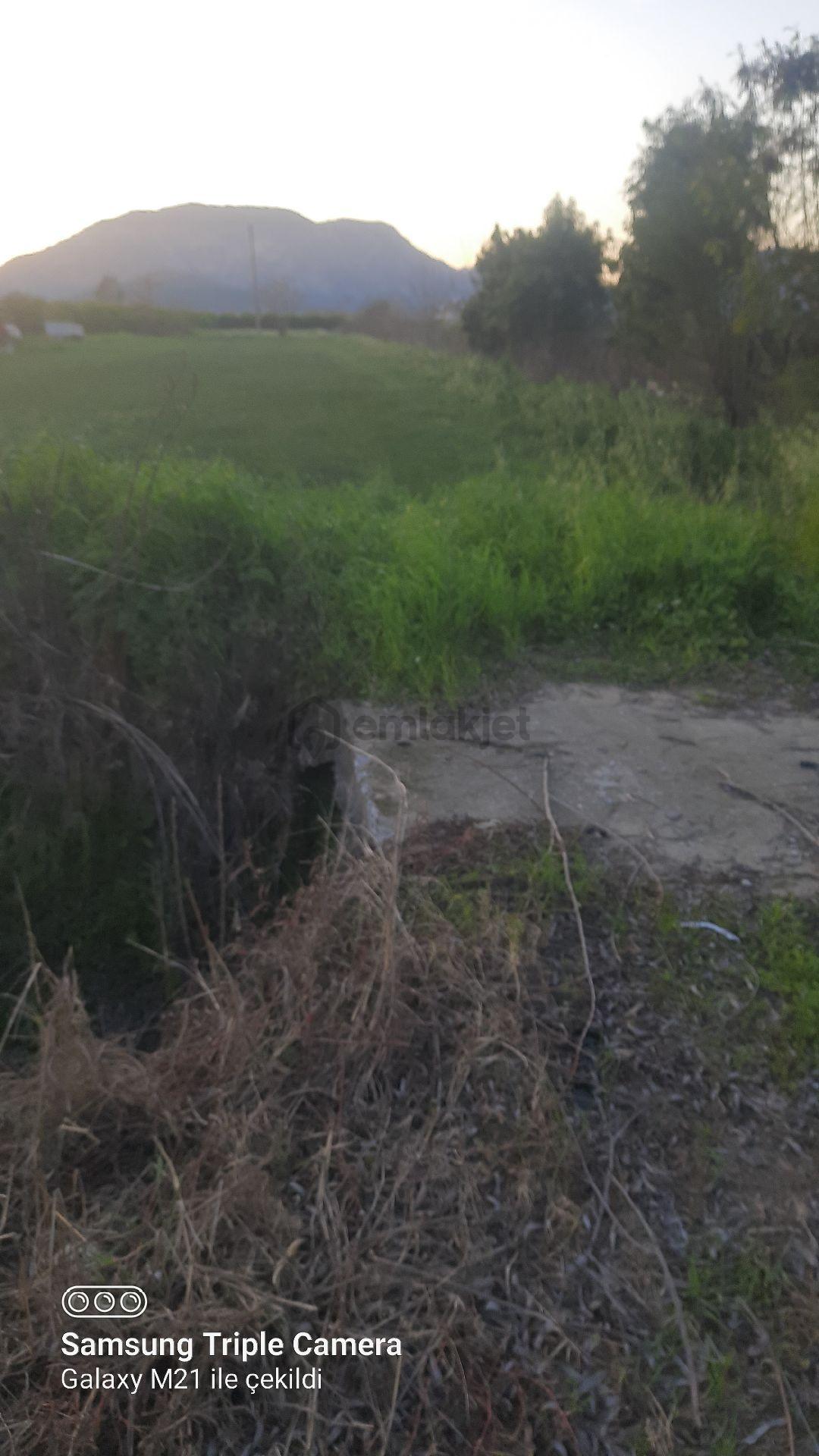 Ortaca Fevziye 2500 M2 Tarla - 2