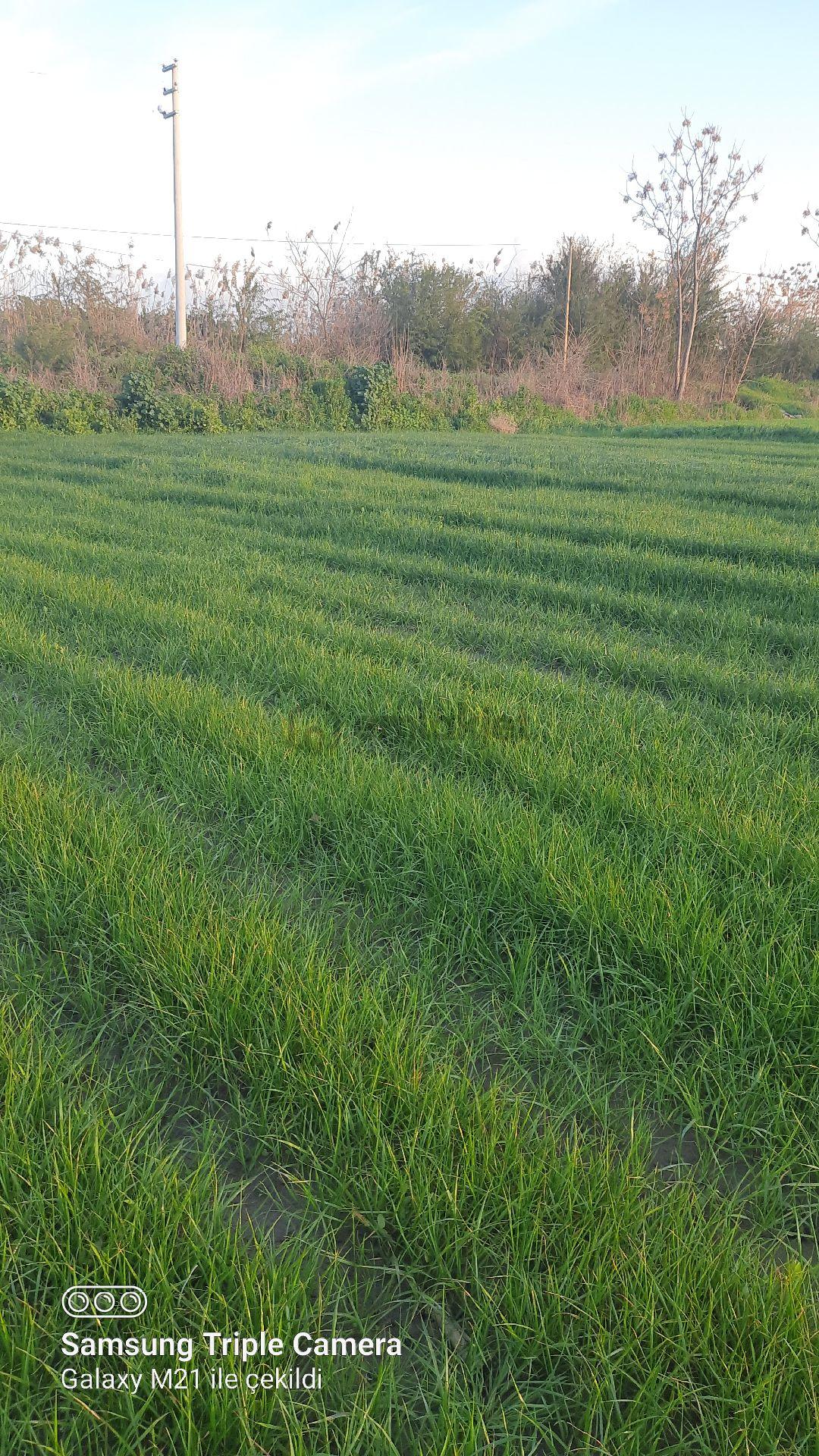 Ortaca Fevziye 7100 M2 Tarla - 8