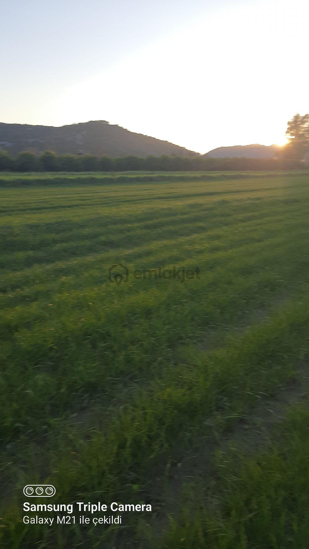 Ortaca Fevziye 7100 M2 Tarla