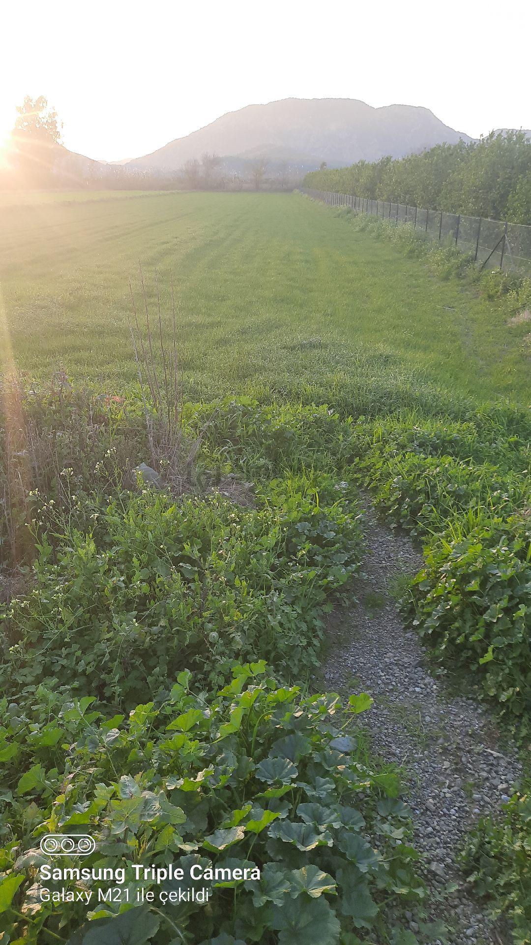 Ortaca Fevziye 7100 M2 Tarla - 4