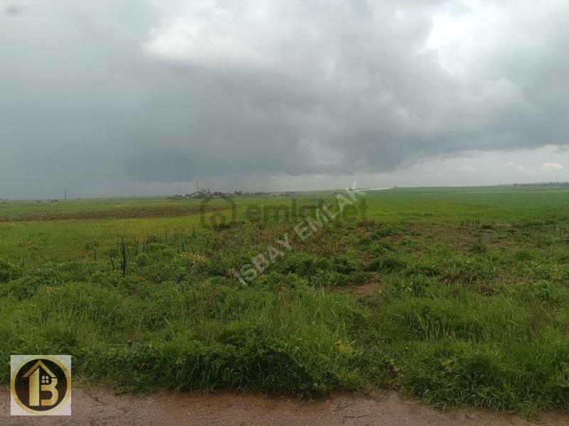 Kızıltepe Timurçiftliği Satılık 130 Dönüm Tarla - 5