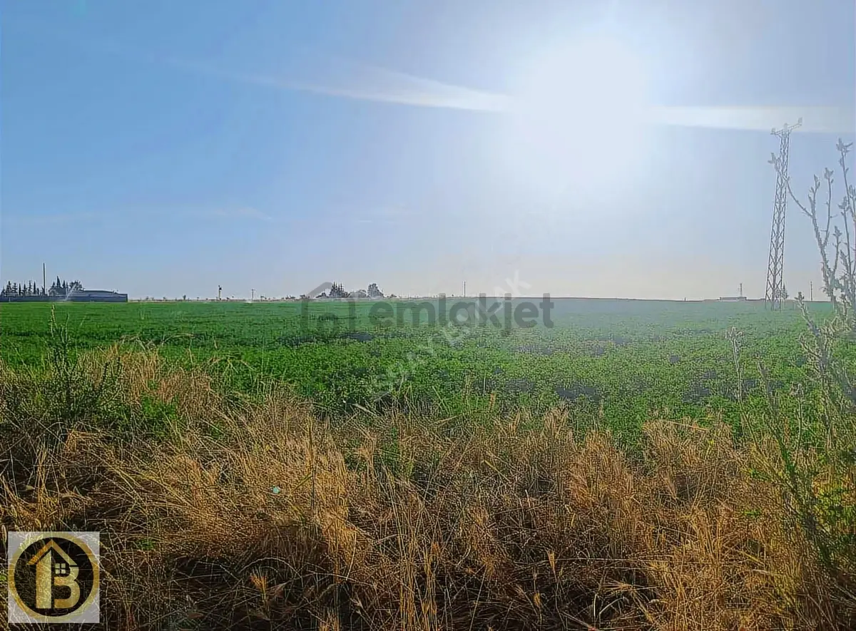 Kızıltepe Timurçiftliği Satılık 130 Dönüm Tarla