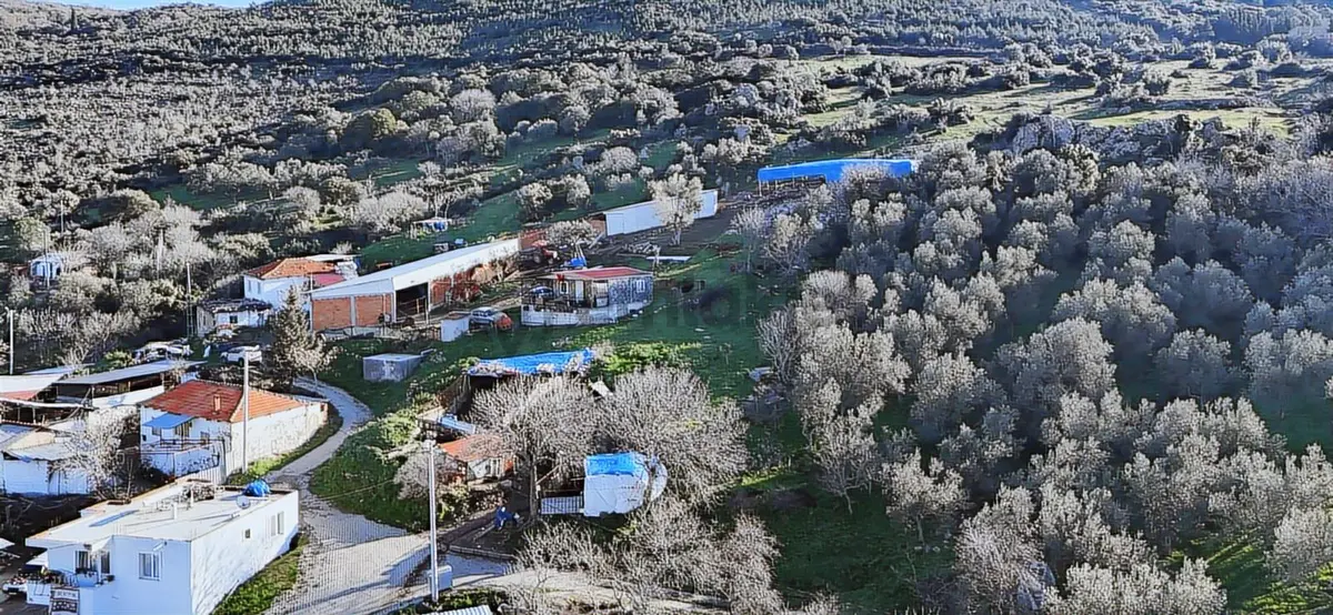 Bergama Sindel'de Satılık Çiftlik - 36