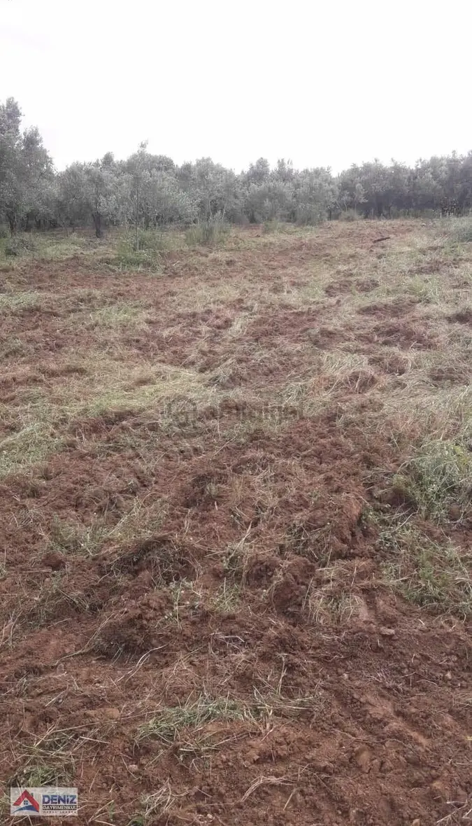 Mudanya Yalıçiftlik Satılık Zeytinlik - 6