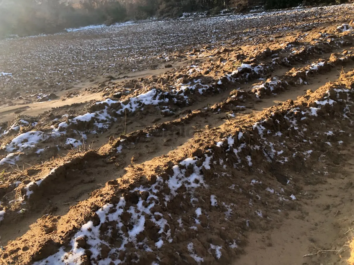 Şarköy De Işık Emlaktan Cengelli Mah De 5000 M2 Tarla - 9