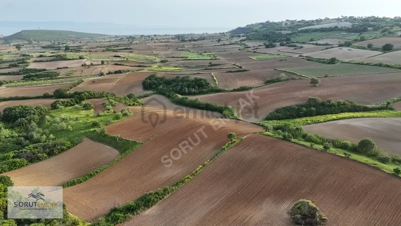 Mecidiye'de Sahile Yakın 5.200 M² Satılık Tarla - 6