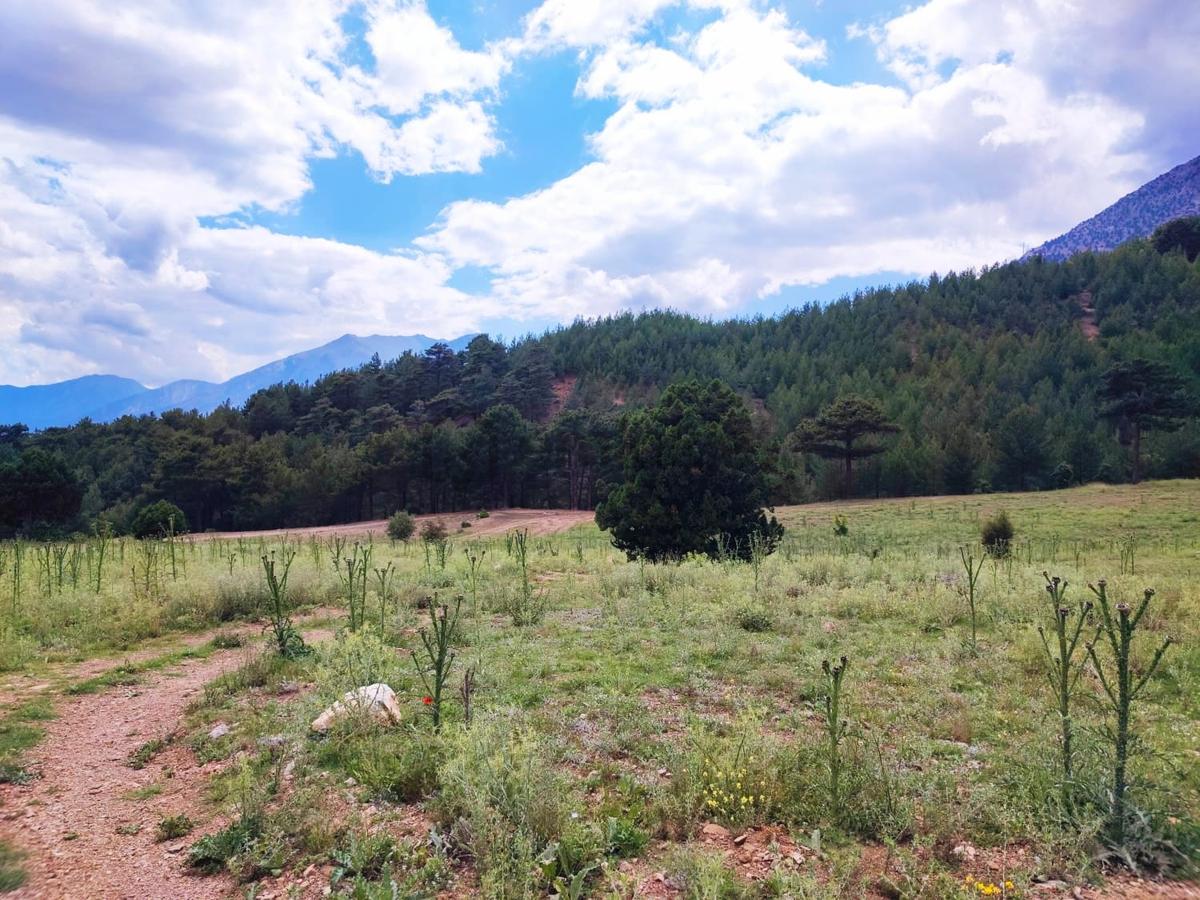 Kar Emlaktan Alpu Yaylasında 500 M2 Satılık Arsa - 14