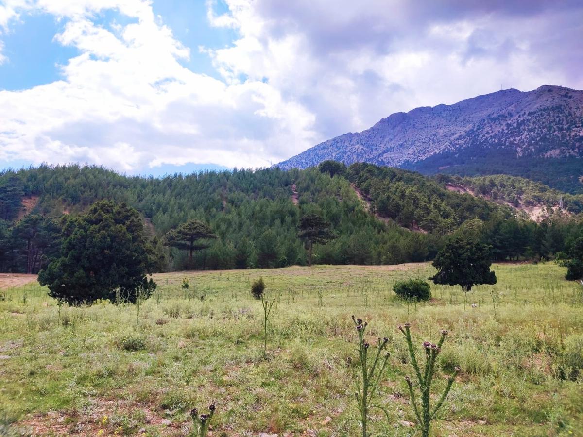 Kar Emlaktan Alpu Yaylasında 500 M2 Satılık Arsa - 23