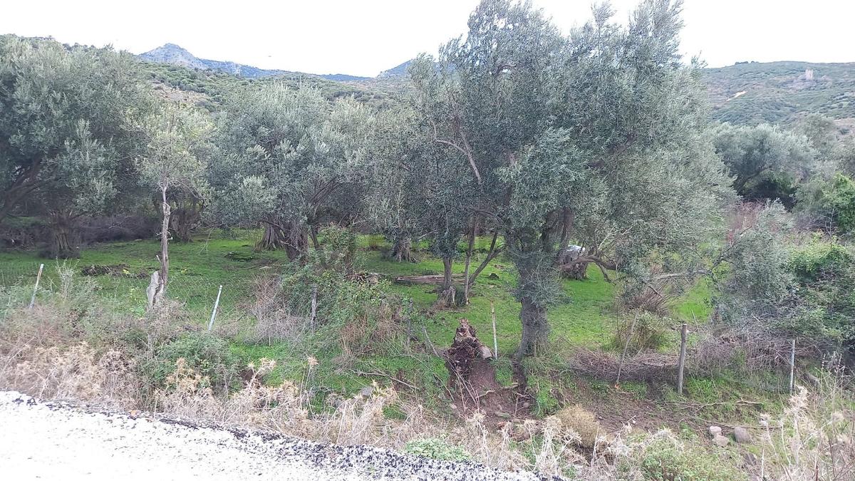 Aliağa Çıtak Köyünde Satılık Zeytinlik - 10