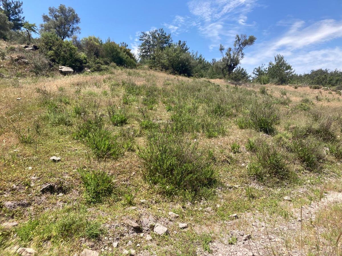 Muğla Bodrum Satılık Kelepir Tarla - 2