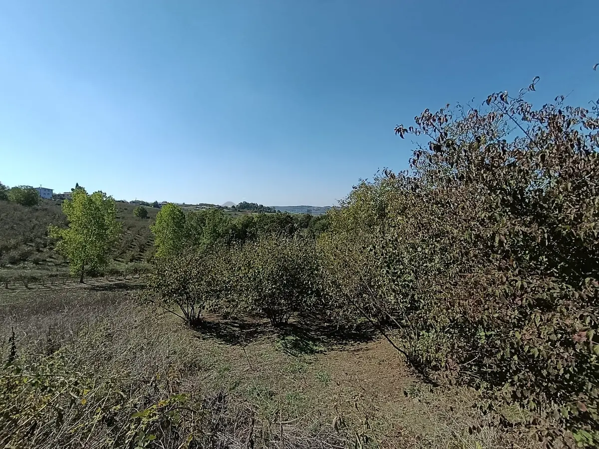 Kaynarca Gürpınar Köyünde 3294 M2 Satılık 2 Parsel Fındık Bahçe - 11