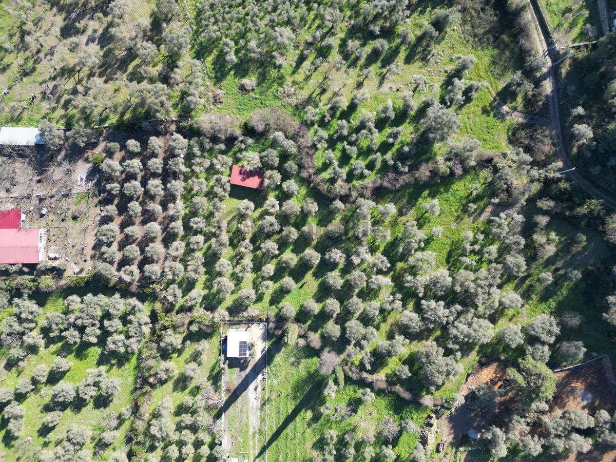 Kuşadası Kirazlıda Harika Bahçe - 25
