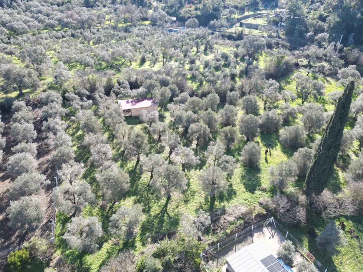 Kuşadası Kirazlıda Harika Bahçe - 10