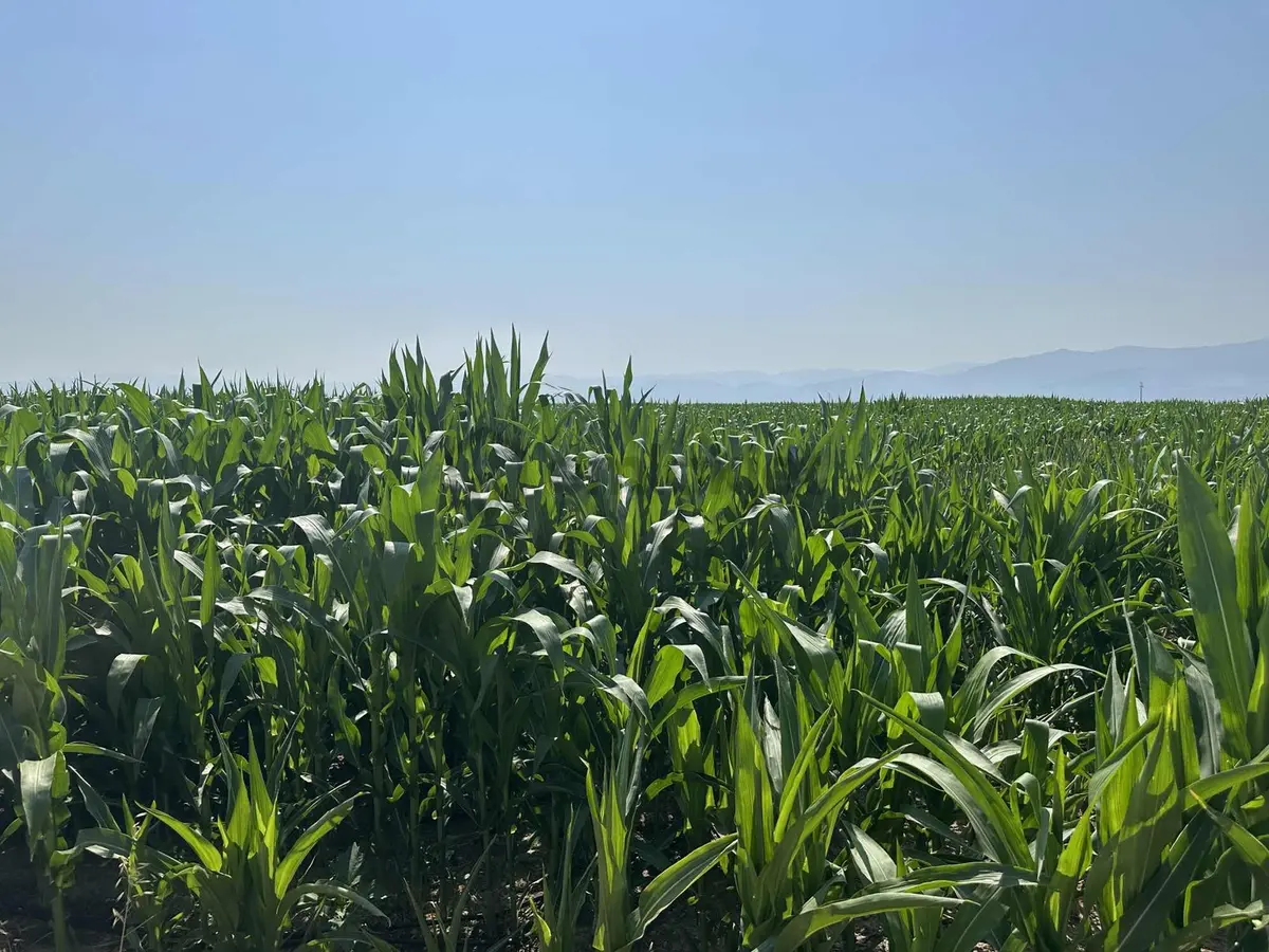 Afyonkarahisar Dazkırı Asfalta Sıfır Konumda3550 M2 - 17