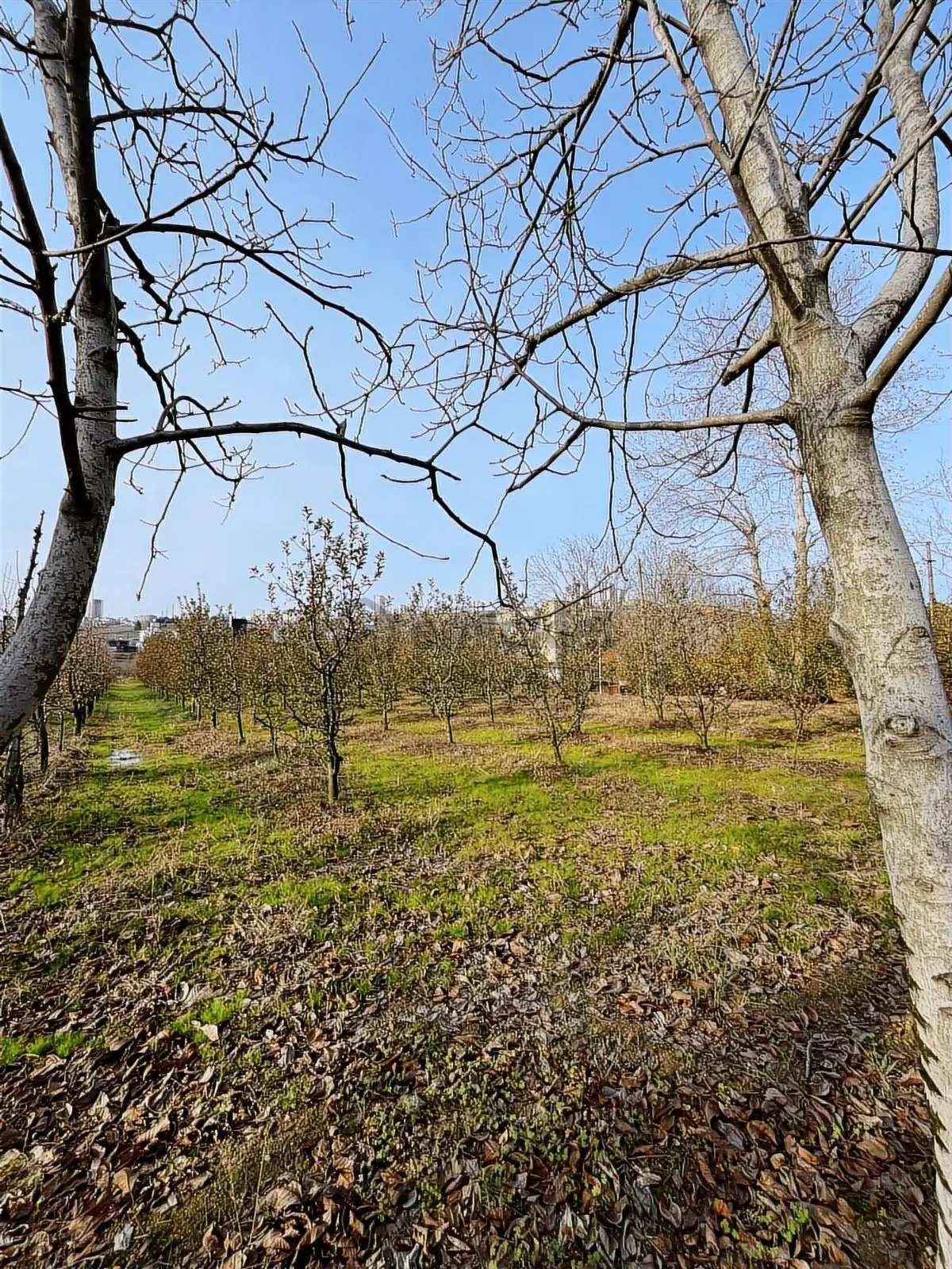 Atakum Devgross Mevkii İmar Sınırında Satılık 9640 M2 Tarla - 12
