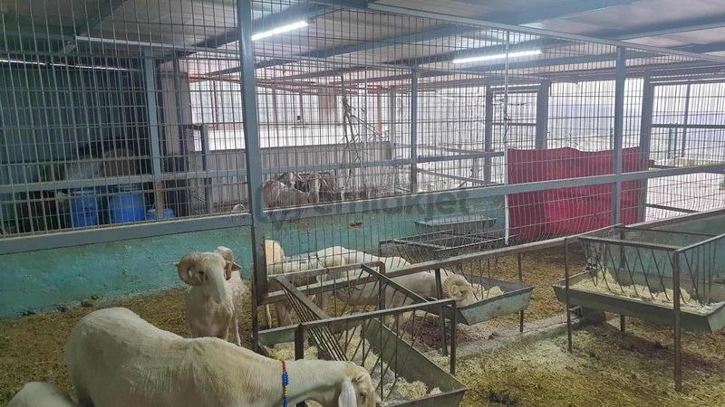 Kemalpaşa Kuyucak Satılık 2095m2 Arsa - 13