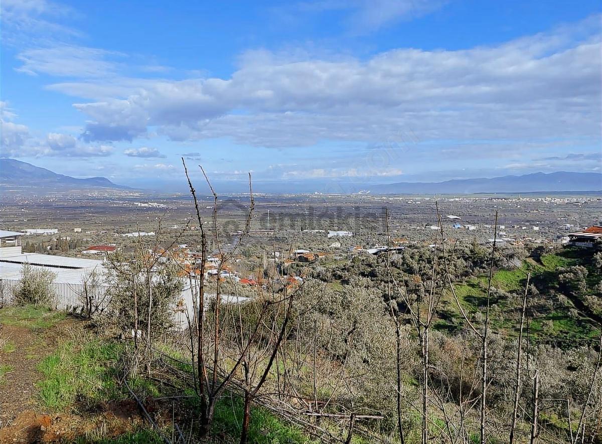 Kemalpaşa Sarılar Köyünde İmarlı Bahçe - 15