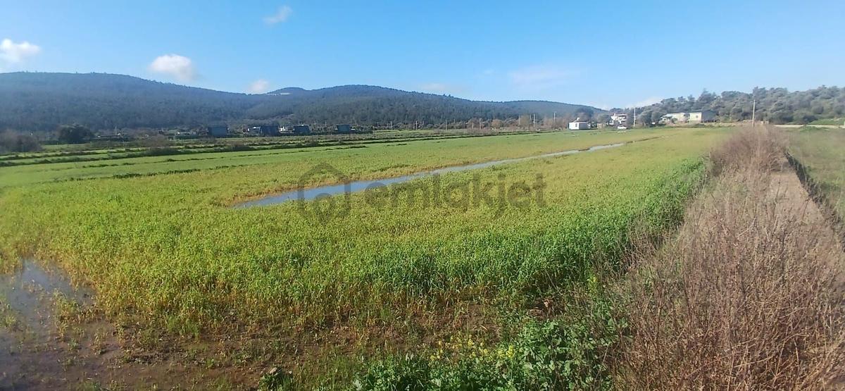 Bodrum Meşelikte 4338 M2 Çiftlik Evi İmkanı - 11
