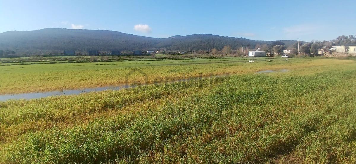 Bodrum Meşelikte 4338 M2 Çiftlik Evi İmkanı - 12