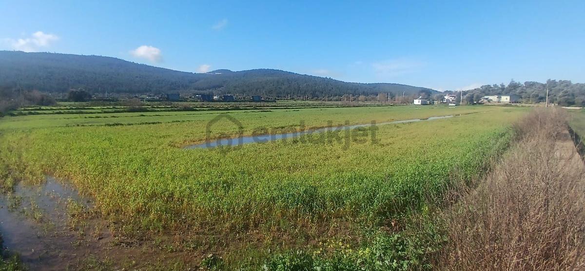 Bodrum Meşelikte 4338 M2 Çiftlik Evi İmkanı - 9