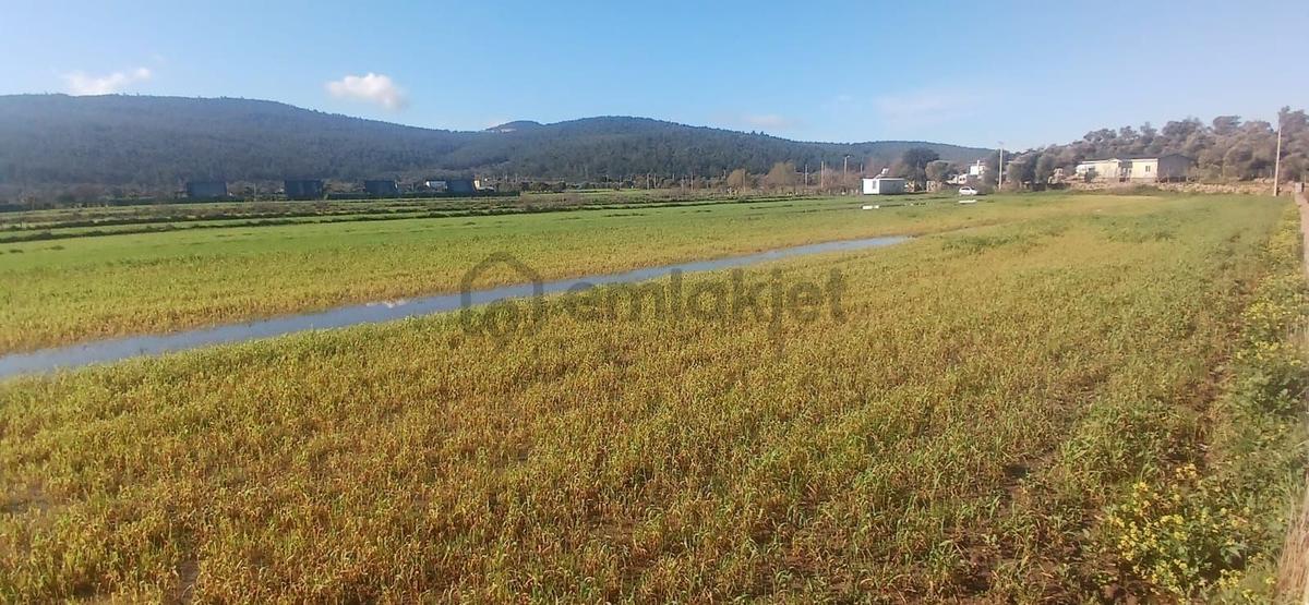 Bodrum Meşelikte 4338 M2 Çiftlik Evi İmkanı - 13