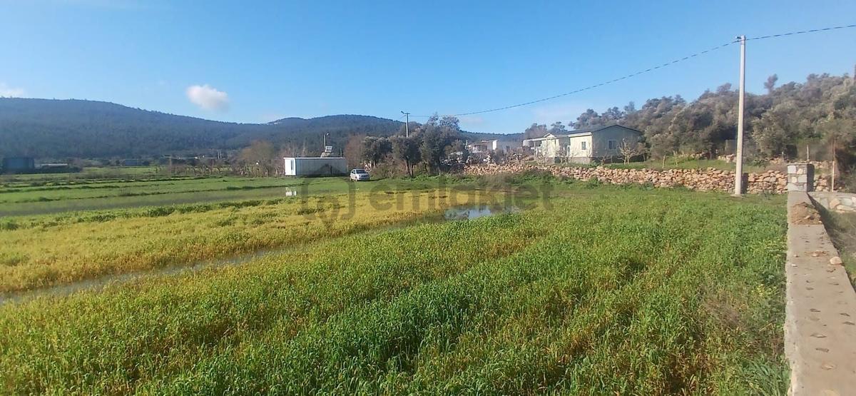Bodrum Meşelikte 4338 M2 Çiftlik Evi İmkanı - 21