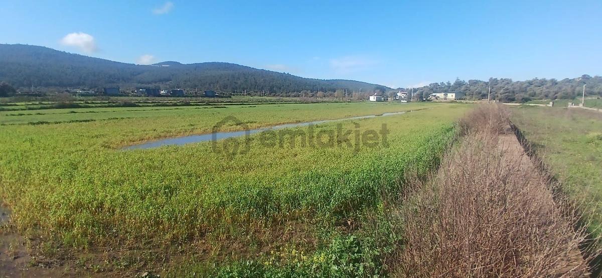 Bodrum Meşelikte 4338 M2 Çiftlik Evi İmkanı - 7