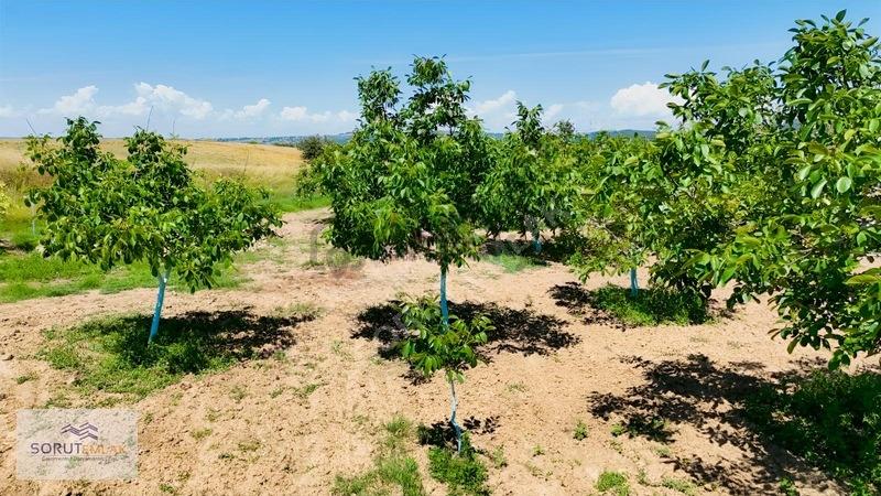 Keşan Mecidiye'de Satılık Ceviz Bahçesi - 5.537 M² - 22