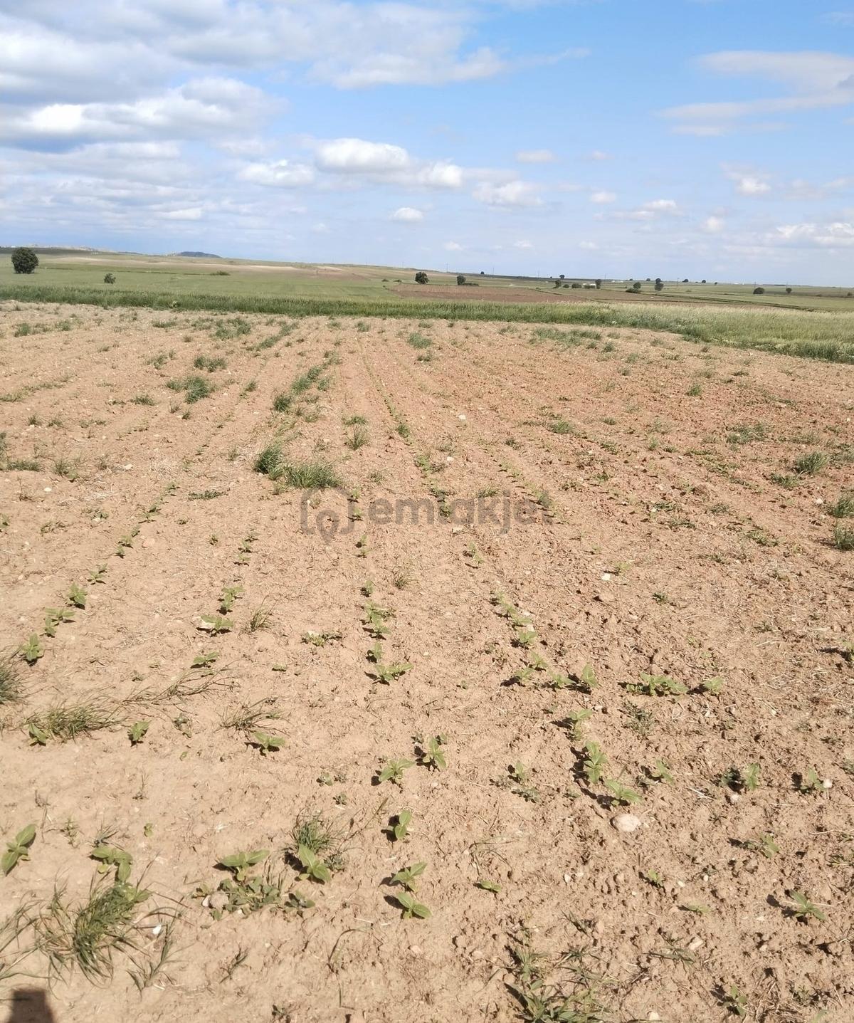 Resmi Yola Cephe İmara 800 Metre Çiftliğe Komşu 4530 M² - 20