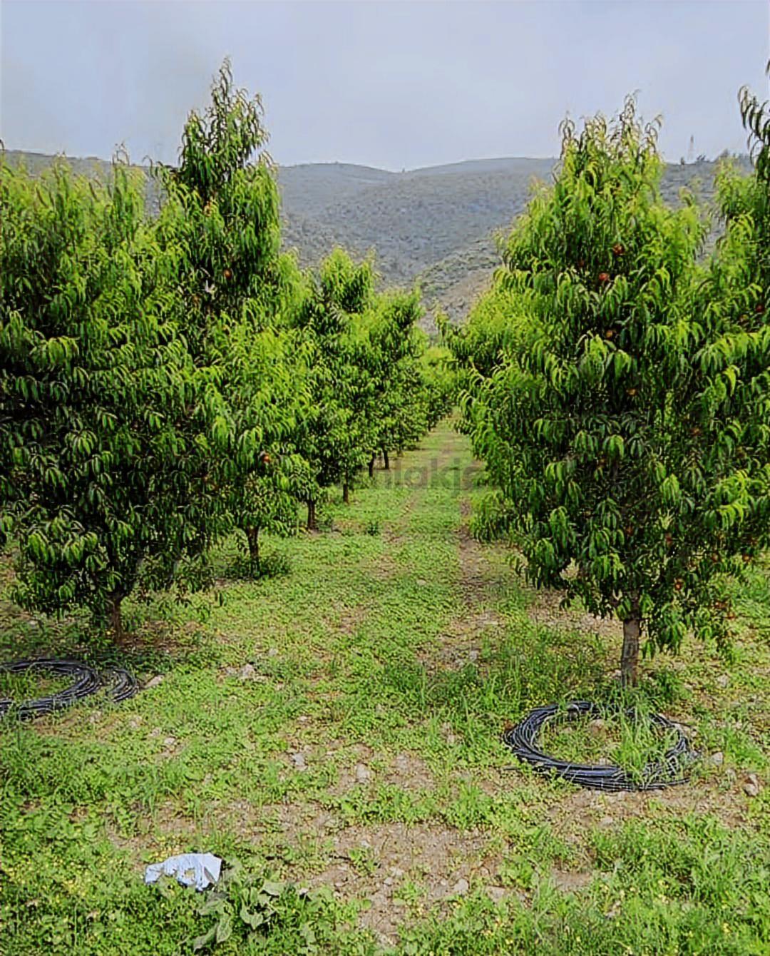 Bursa / İznik /dereköy /5787 M2/ Satılık Şeftali Bahçesi