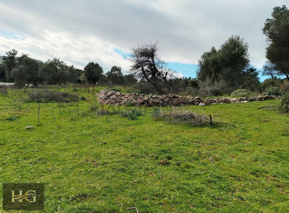 Yamanlar Da Tek Tapu Zeytinlik - 7