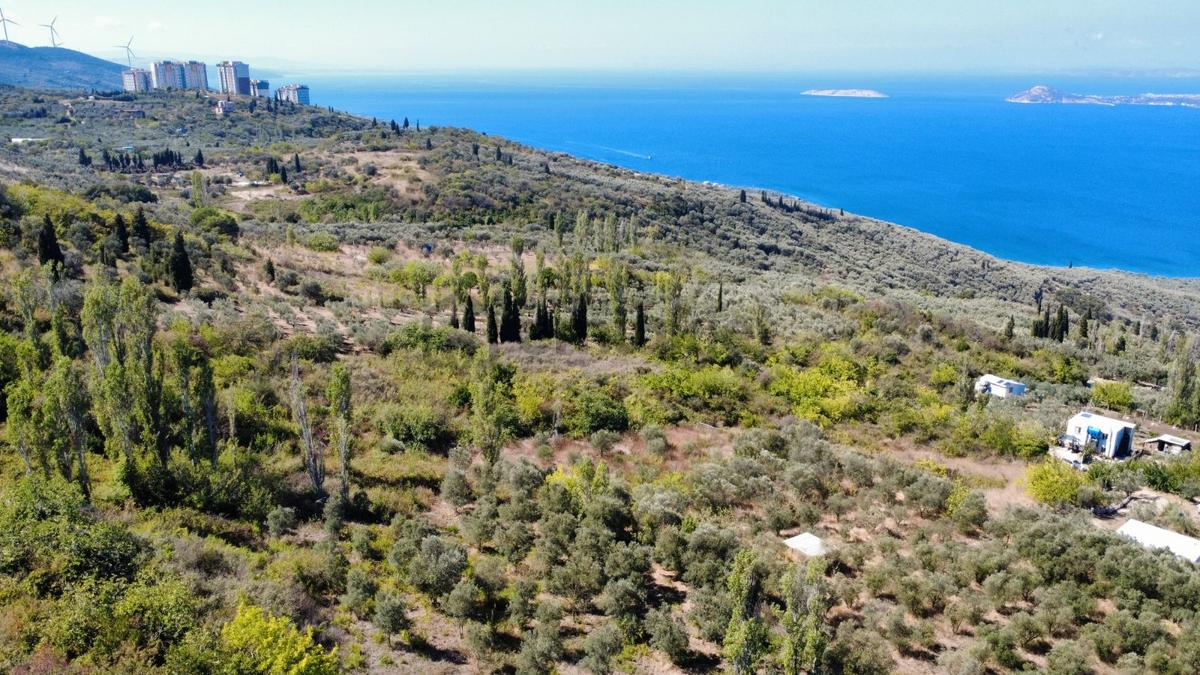 Edincikte Deniz Manzaralı 2.970 M² Satılık Bağ - 16