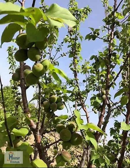 Çıkrık Beldesinde İmara Komşu Yaklaşık 300 Ağaçlık Bahçe..! - 6