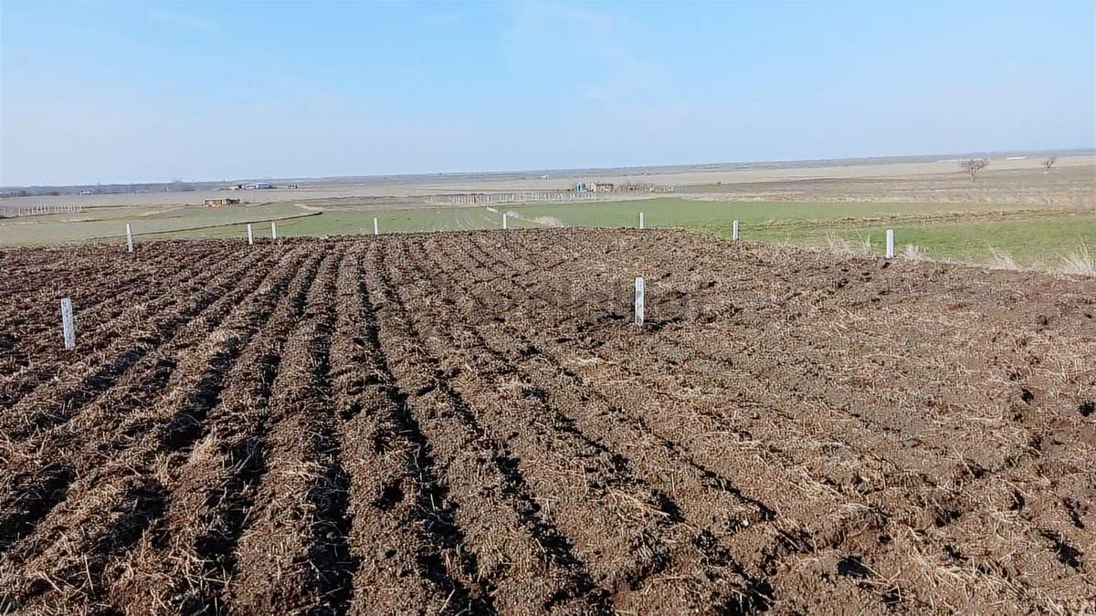 Tekirdağ Saray Kadıköy Bağ Yeri - 6