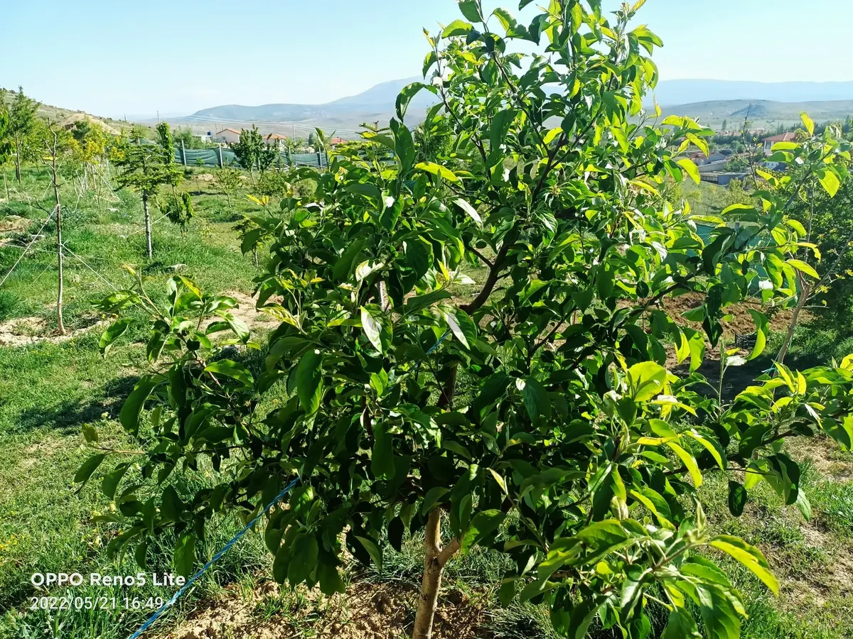 Sulutas'ta Satılık Büyük Bahçe - 20