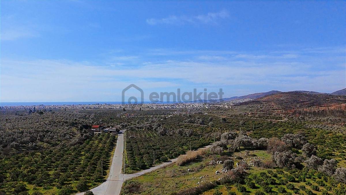 Eşsiz Mandalin Bahçesi - 10