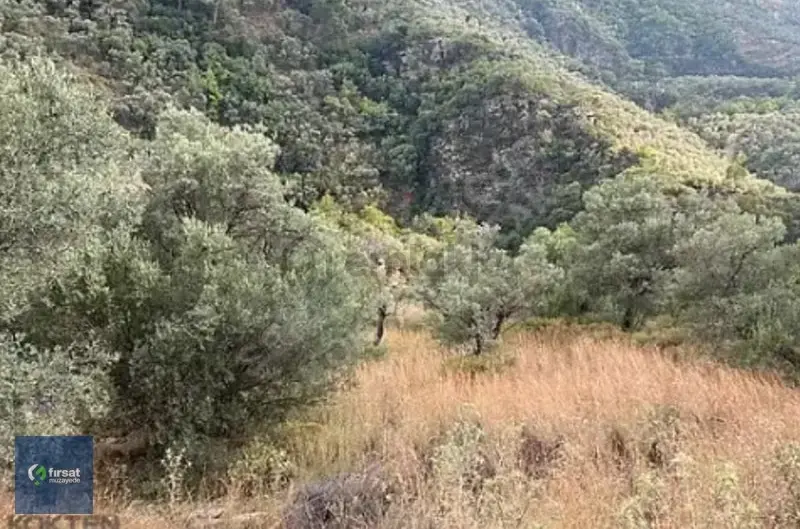 Alırken Kazanmanın Adresi ''fırsat Müzayede'' - 2