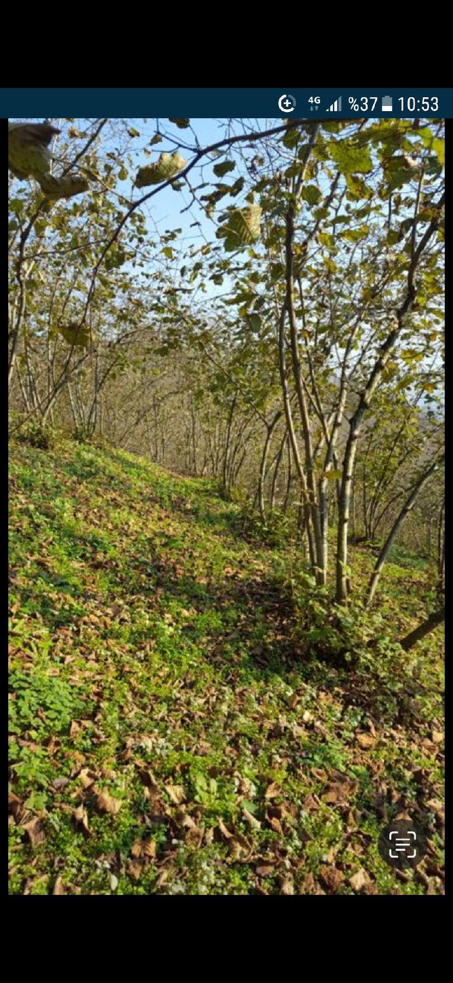 Sahibinden *** Satılık Fındık Bahçesi *** - 7