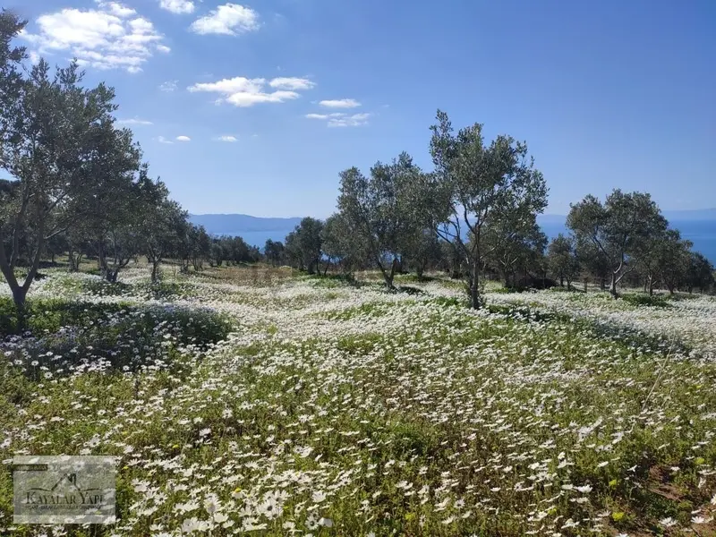 Yalova Armutlu Da Full Manzaralı Satılık Tarla - 5