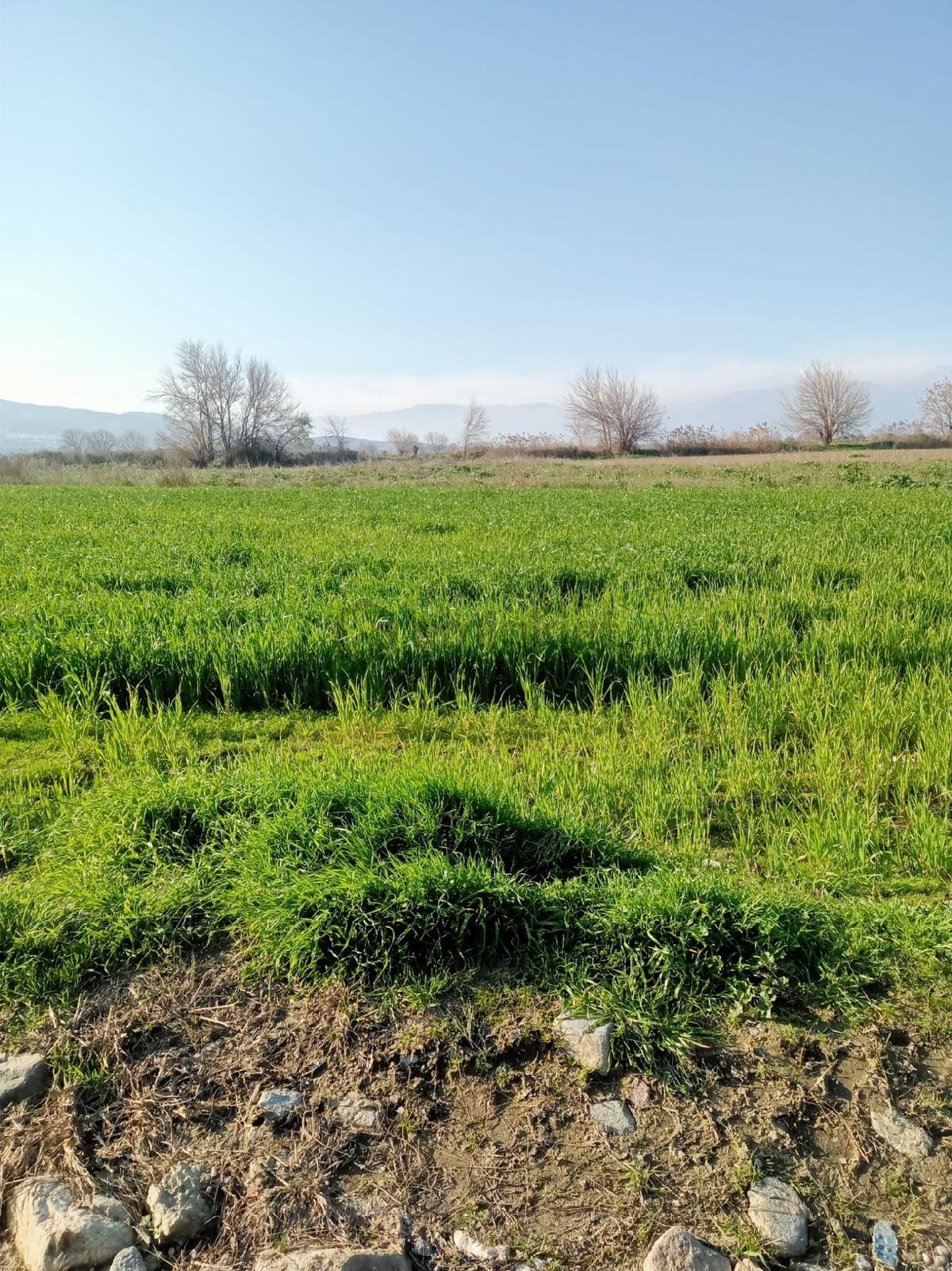 Satılık Tarla - 6